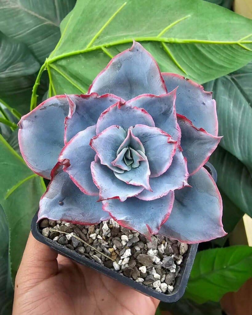Beautiful Blue Succulents For Your Garden