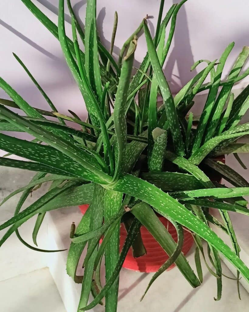 Aloe Vera: A Healthful Houseplant With Versatile Uses