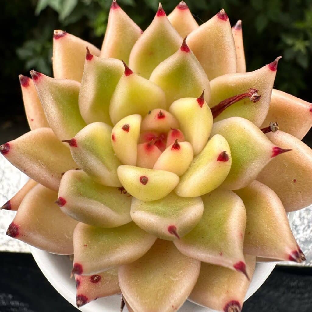 Adapting Succulent Care To Any Environment