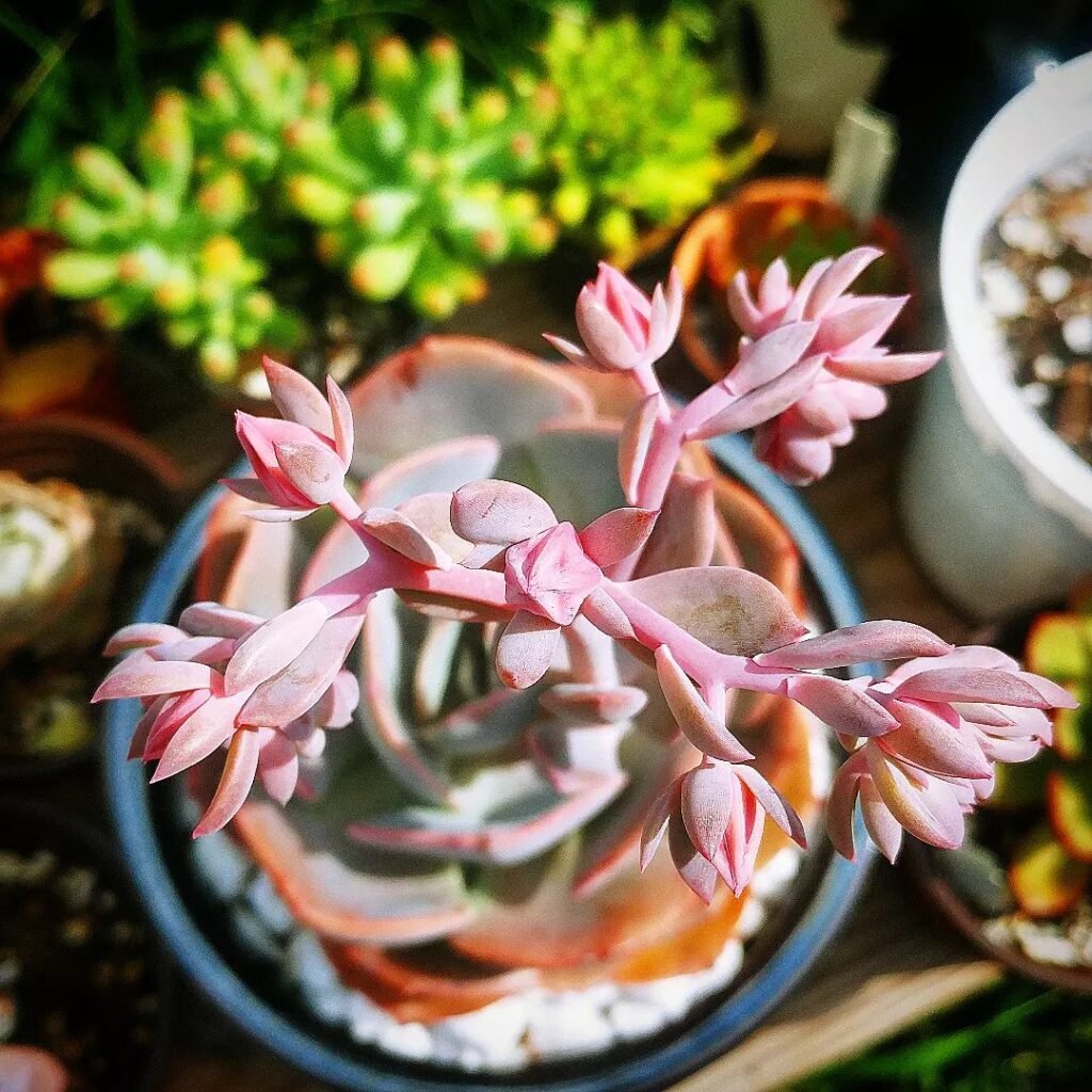 Adapting Succulent Care To Any Environment