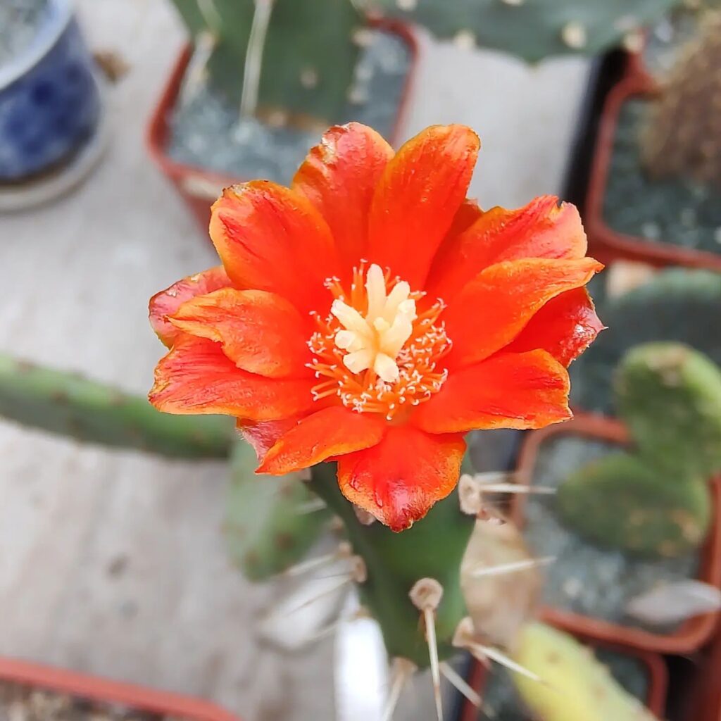 Beautiful Opuntia Cactus Flowers: A Stunning Collection