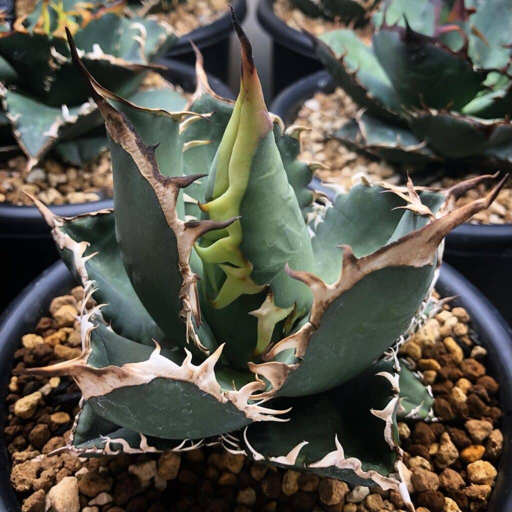 Beginner's Guide To Growing Agave Plants: Care Tips And Varieties