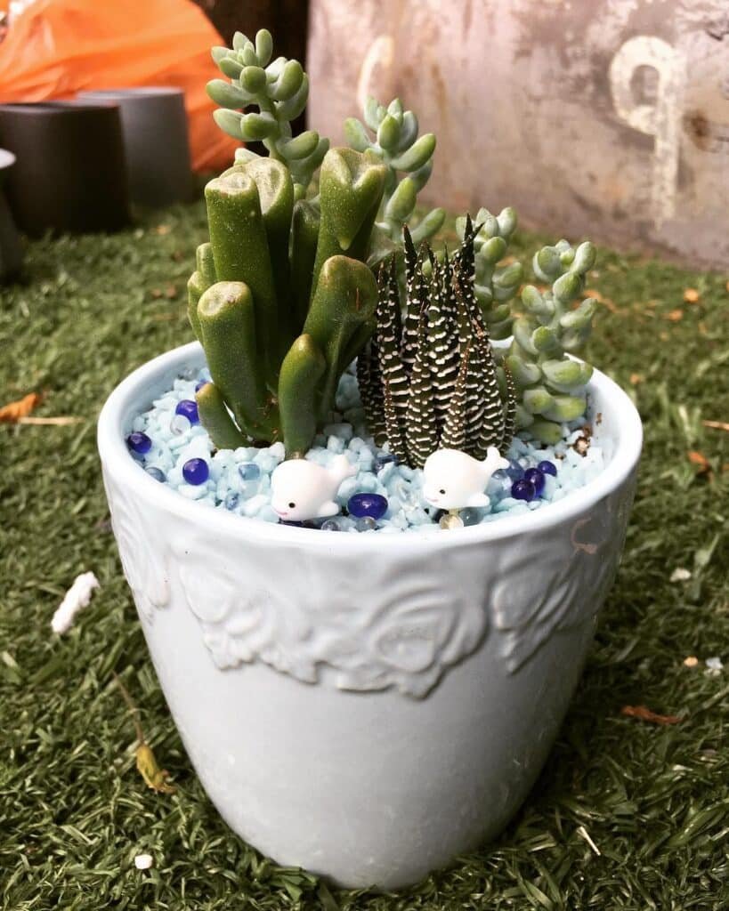 The Ultimate Guide To Reviving Your Succulents