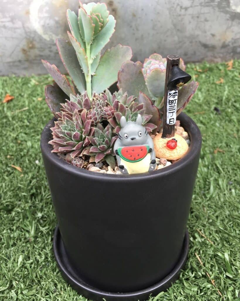 The Ultimate Guide To Reviving Your Succulents