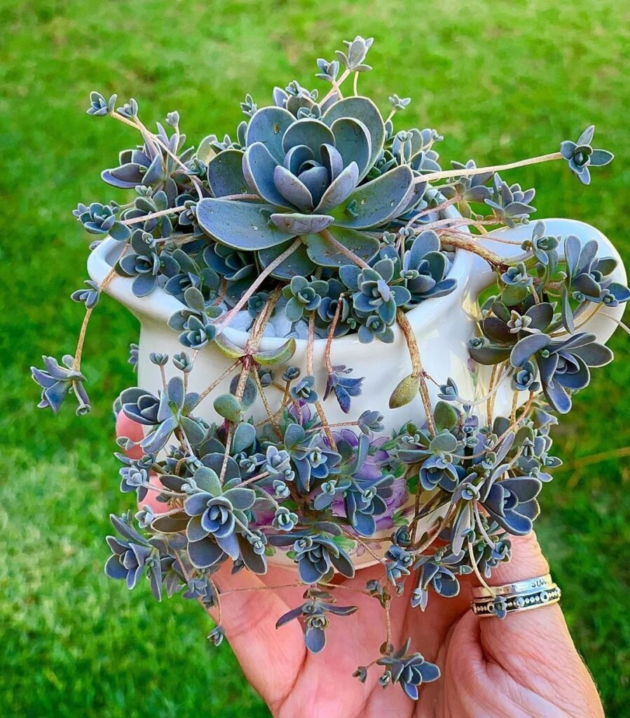 Adapting Succulent Care To Any Environment
