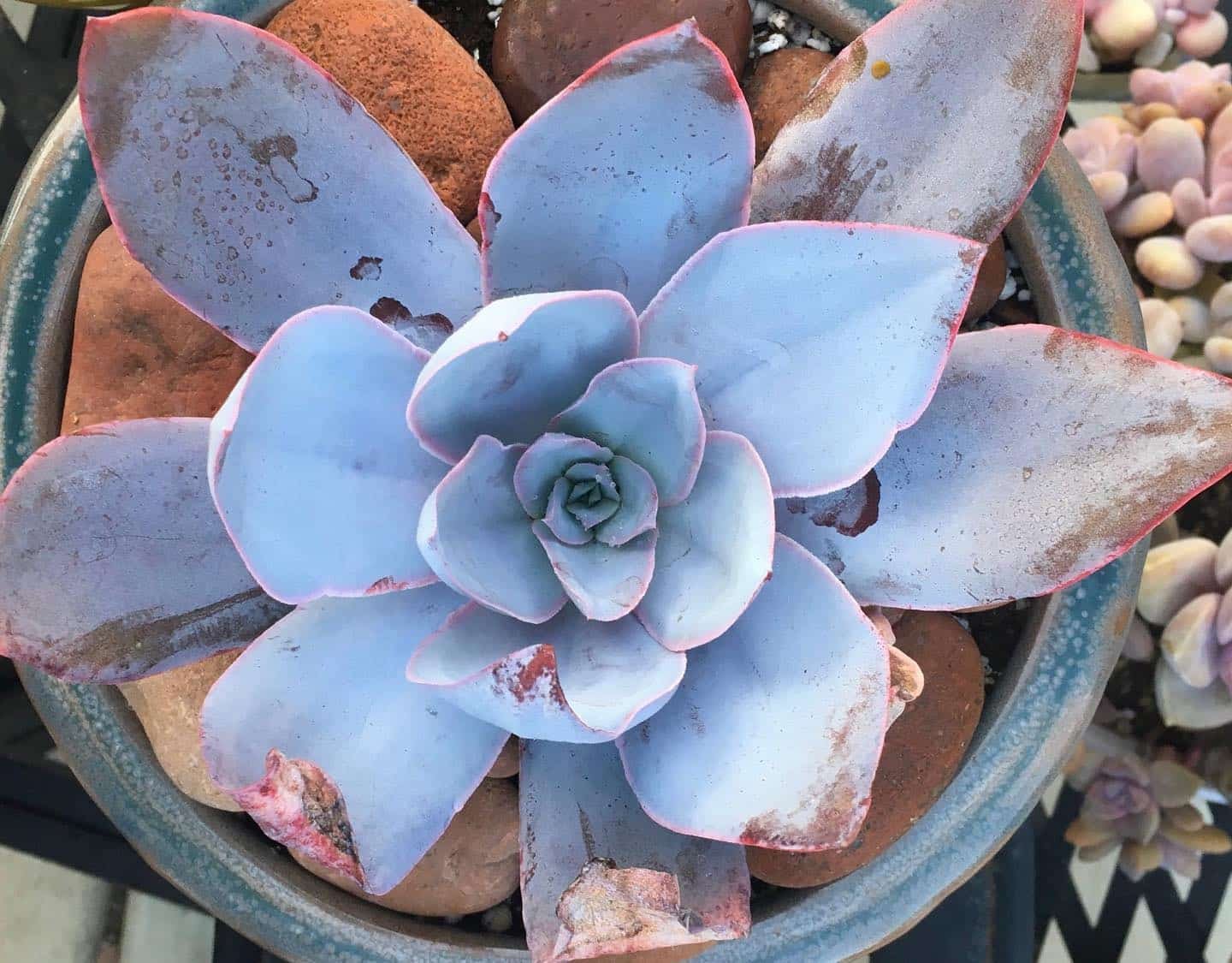 The Ultimate Guide To Reviving Your Succulents