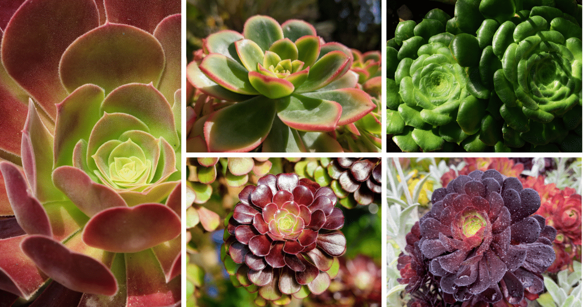 A Guide To Aeonium Plants: Beautiful Rosettes And Care Tips