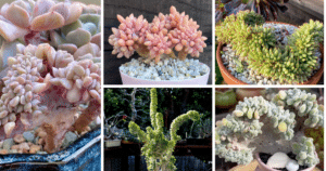 All About Crested Succulents: Unique Shapes And Beautiful Colors