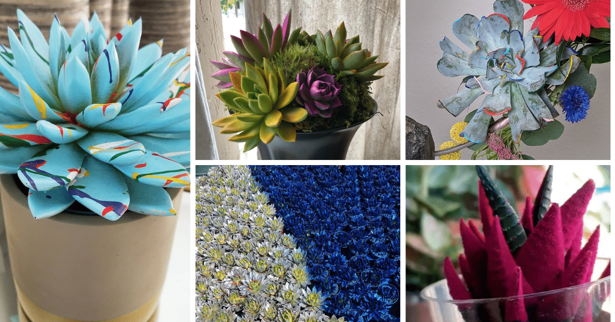 Are Painted Succulents Safe For Your Garden?