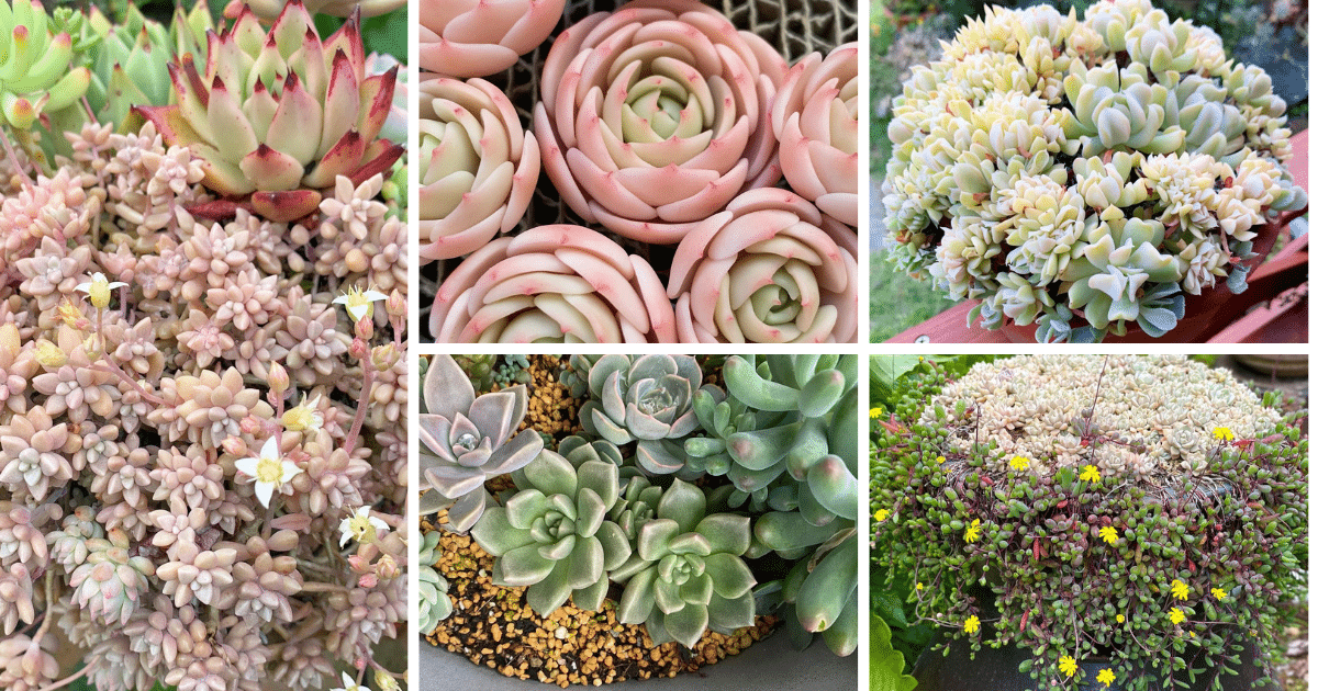 Arranging Succulents: Colors, Design, Lighting, Watering, And Inspiration