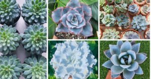 Beautiful Blue Succulents For Your Garden