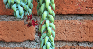 Boosting Succulent Growth: Tips For Faster, Healthier Plants