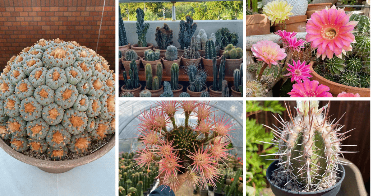 Can A Damaged Cactus Heal? Tips For Succulent Recovery