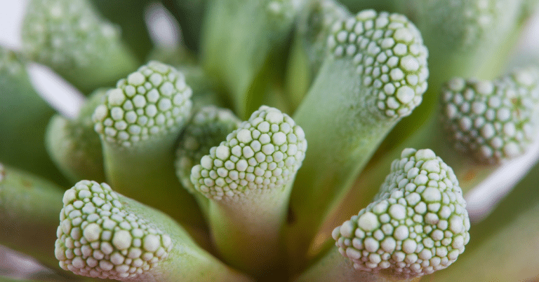 Caring For Aloinopsis: Hardy Succulents From South Africa