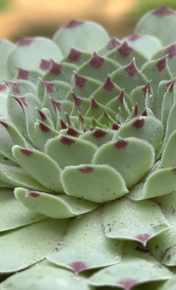 The Ultimate Guide To Hens And Chicks Succulent Care
