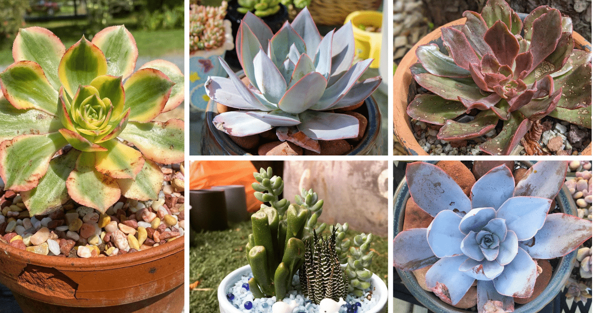 The Ultimate Guide To Reviving Your Succulents