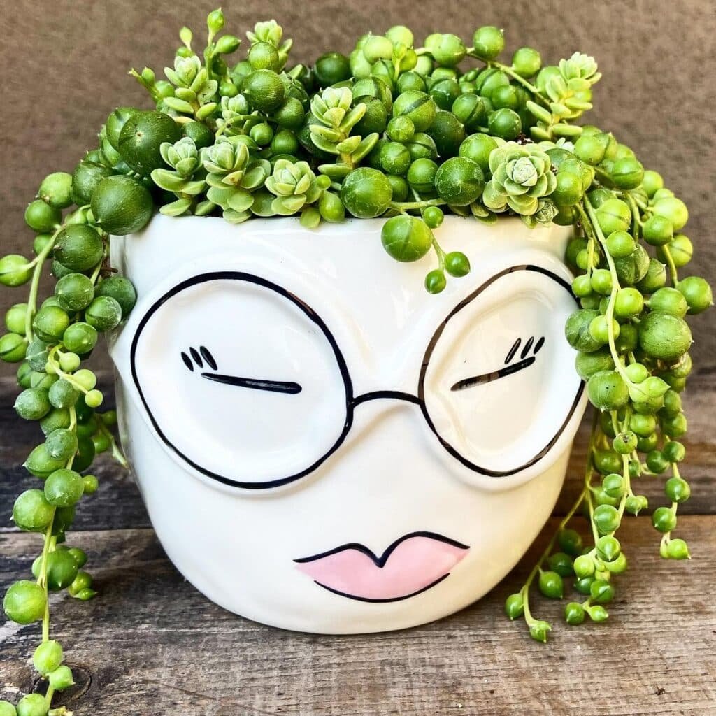 The Ultimate Guide To Indoor Succulents: A Caregiver's Perspective