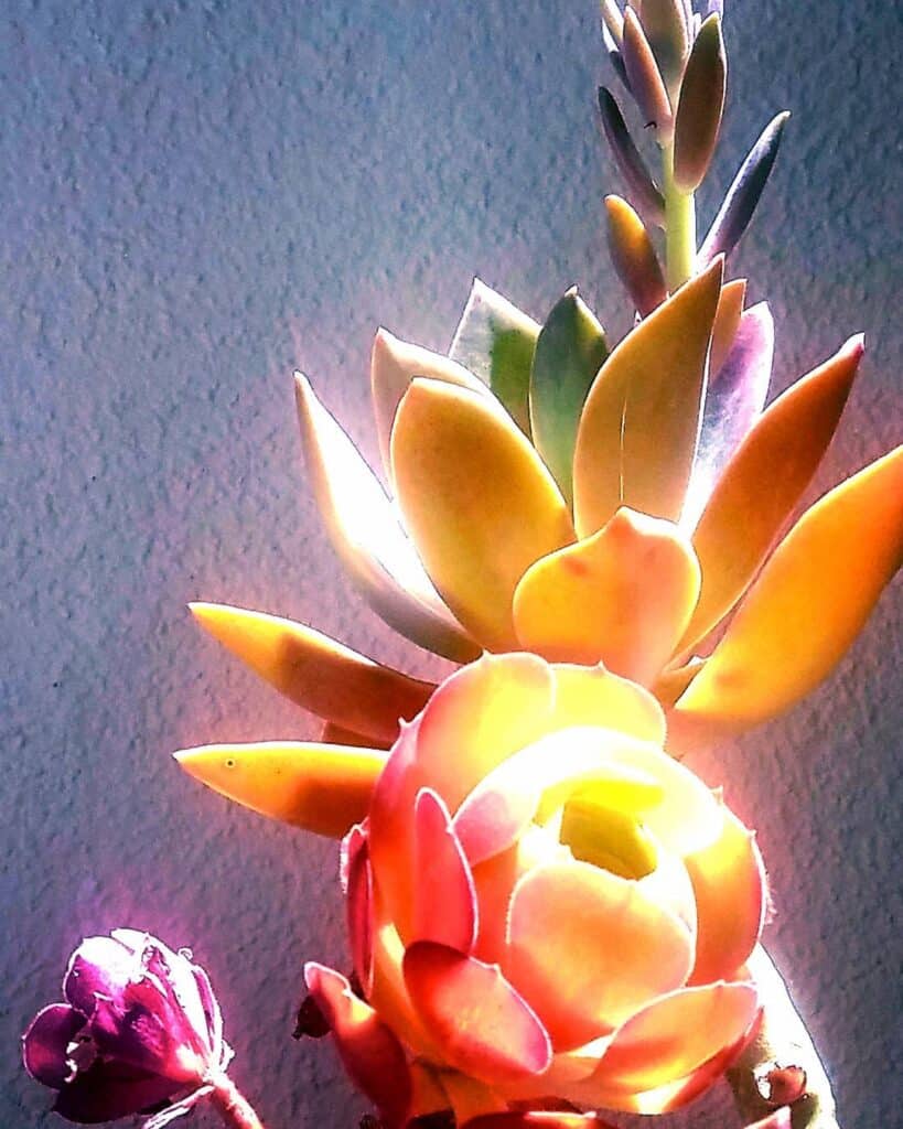 Are Glowing Succulents Real?