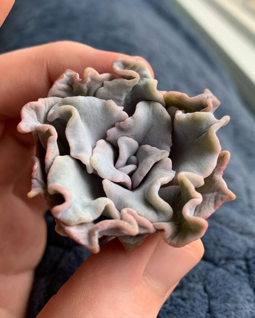 The Ultimate Guide To Indoor Succulents: A Caregiver's Perspective