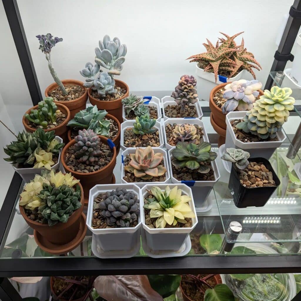 The Ultimate Guide To Indoor Succulents: A Caregiver's Perspective