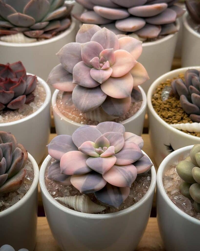 The Ultimate Guide To Indoor Succulents: A Caregiver's Perspective