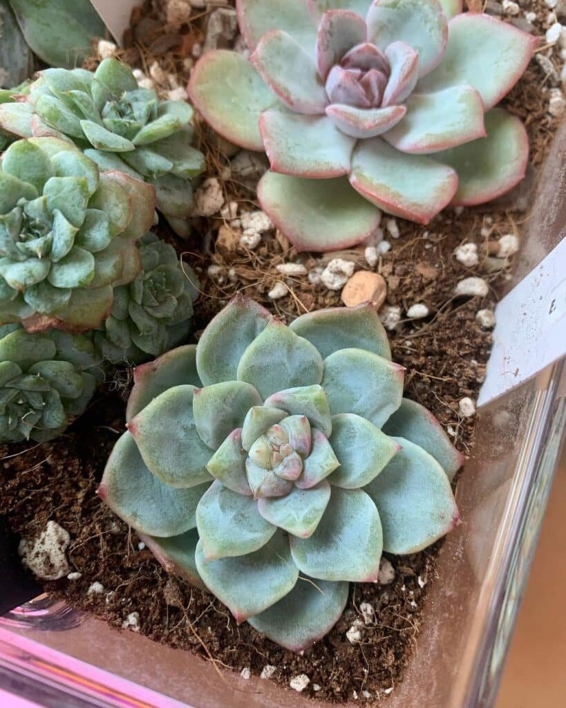 The Ultimate Guide To Indoor Succulents: A Caregiver's Perspective