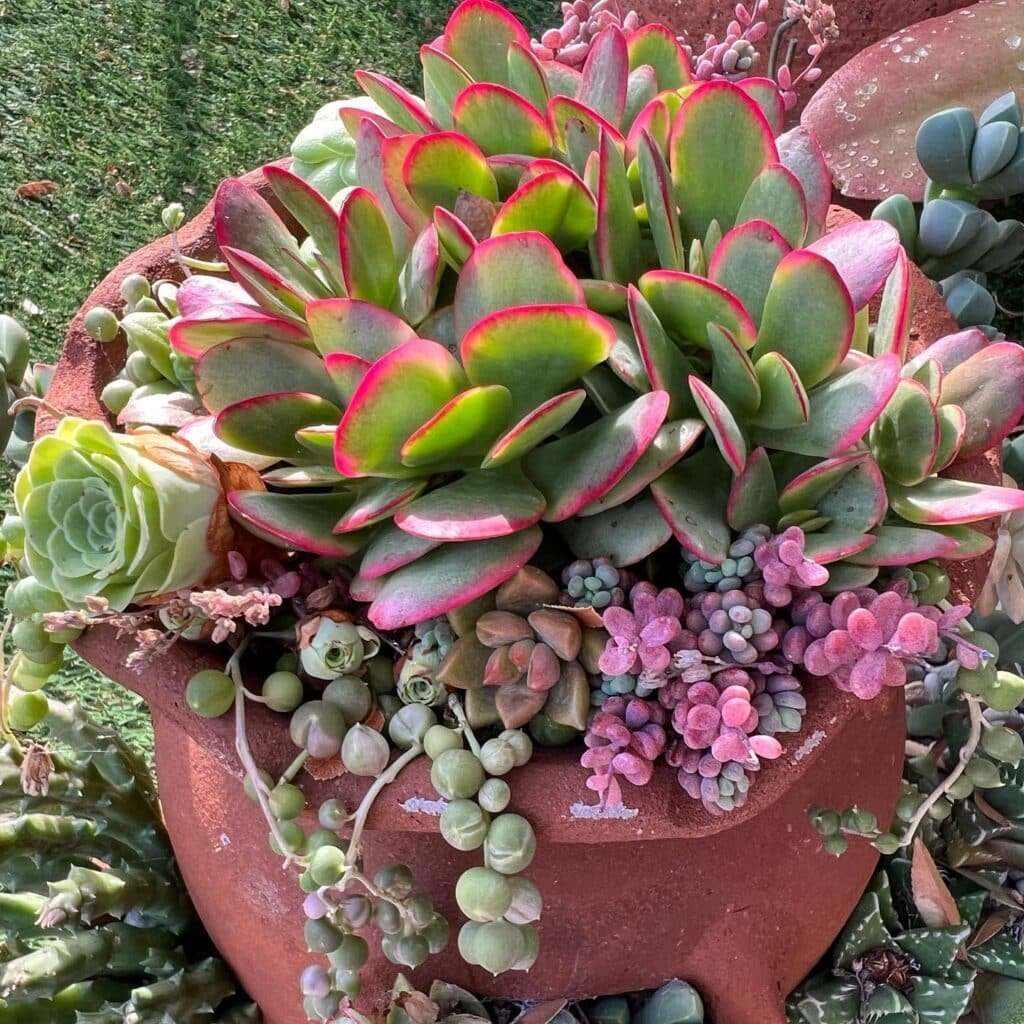 The Ultimate Guide To Indoor Succulents: A Caregiver's Perspective