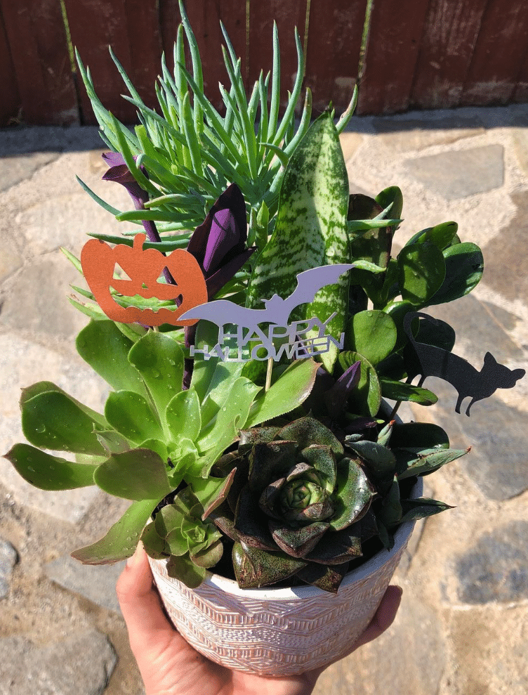 Caring for Your Halloween Succulents