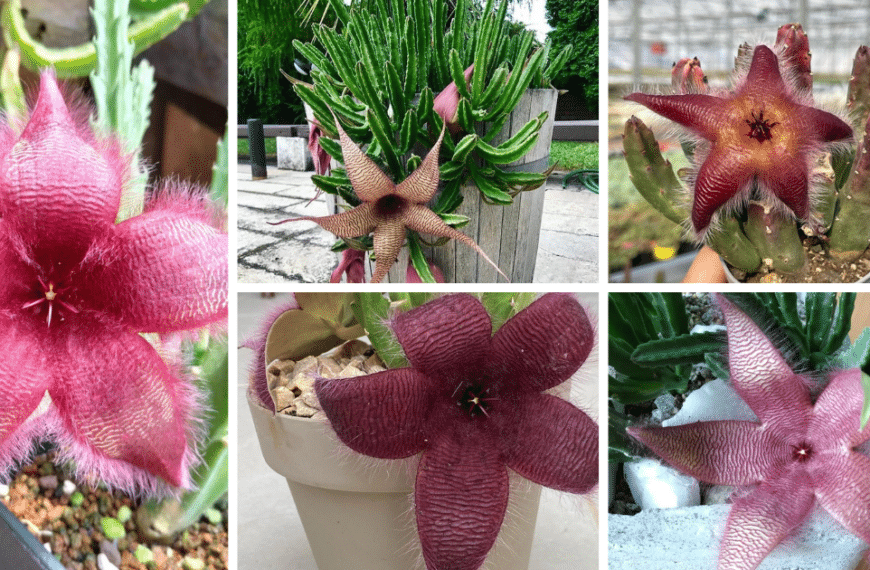 Starfish Succulent: A Unique Beauty In The World Of Plants