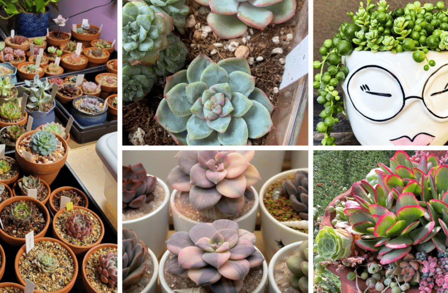 The Ultimate Guide To Indoor Succulents: A Caregiver's Perspective