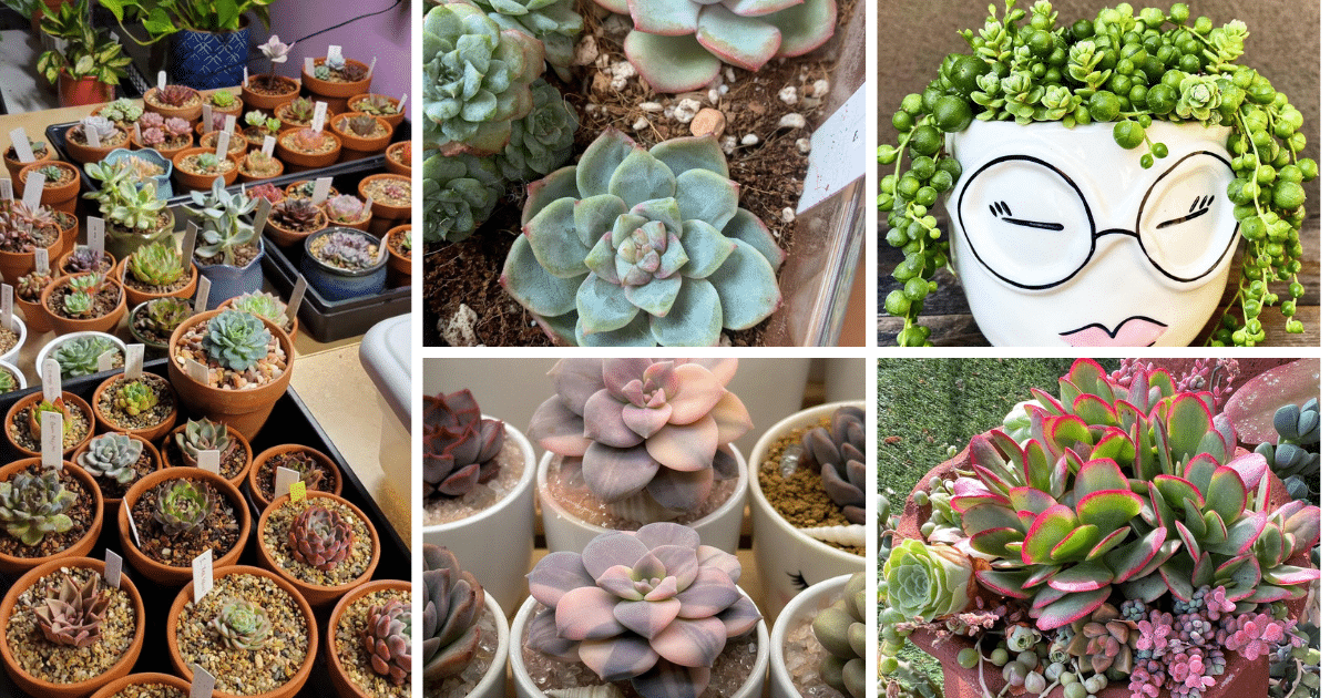 The Ultimate Guide To Indoor Succulents: A Caregiver's Perspective