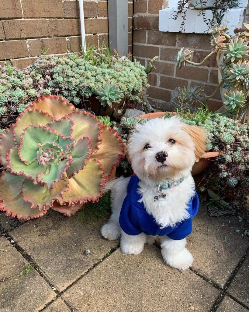 Are Succulents Safe For Dogs? A Comprehensive Guide