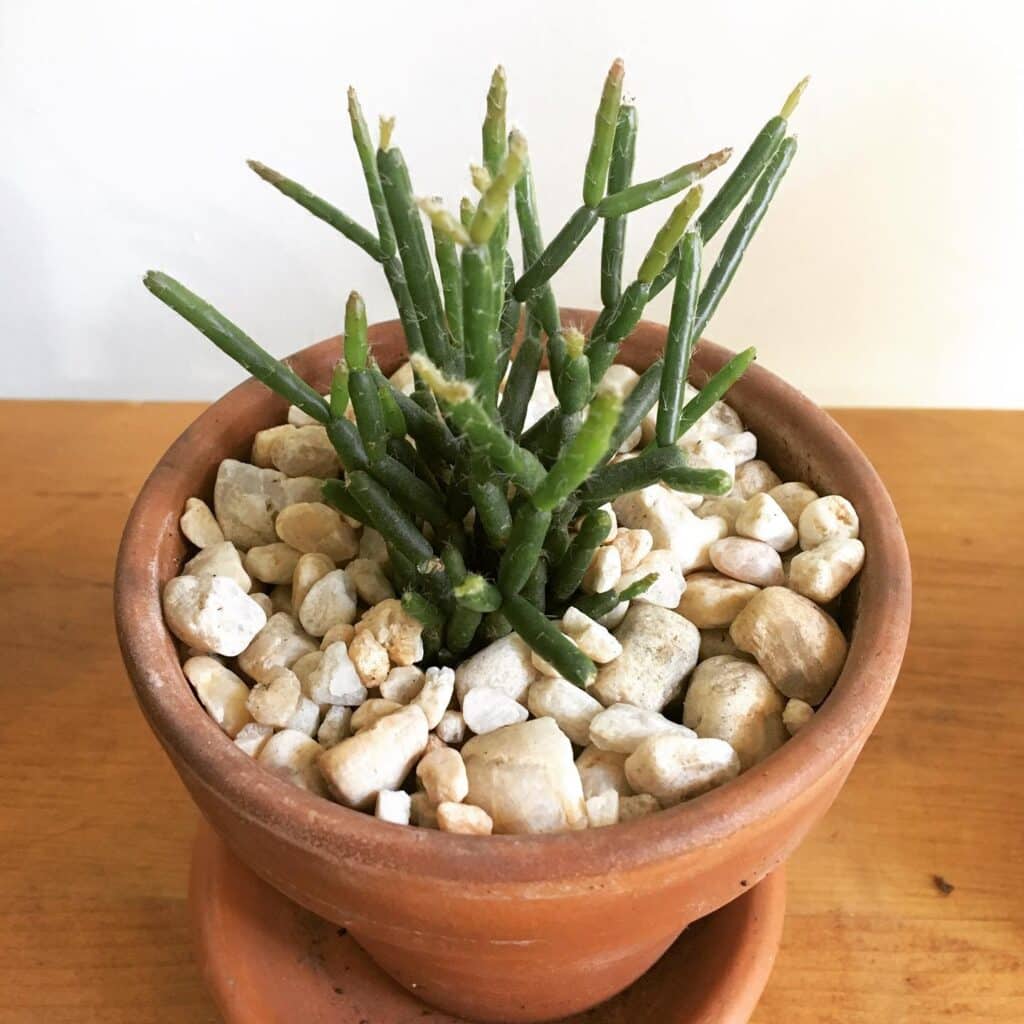 The Comprehensive Guide to Pencil Succulent Care: Your Questions Answered