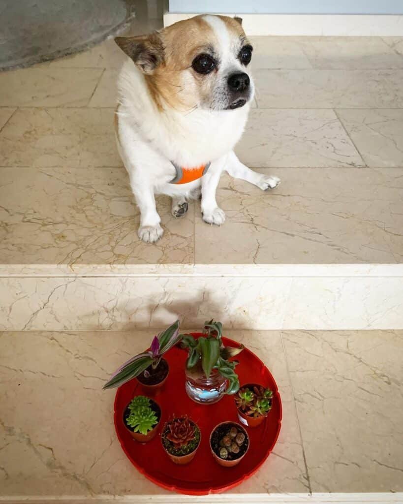Are Succulents Safe For Dogs? A Comprehensive Guide