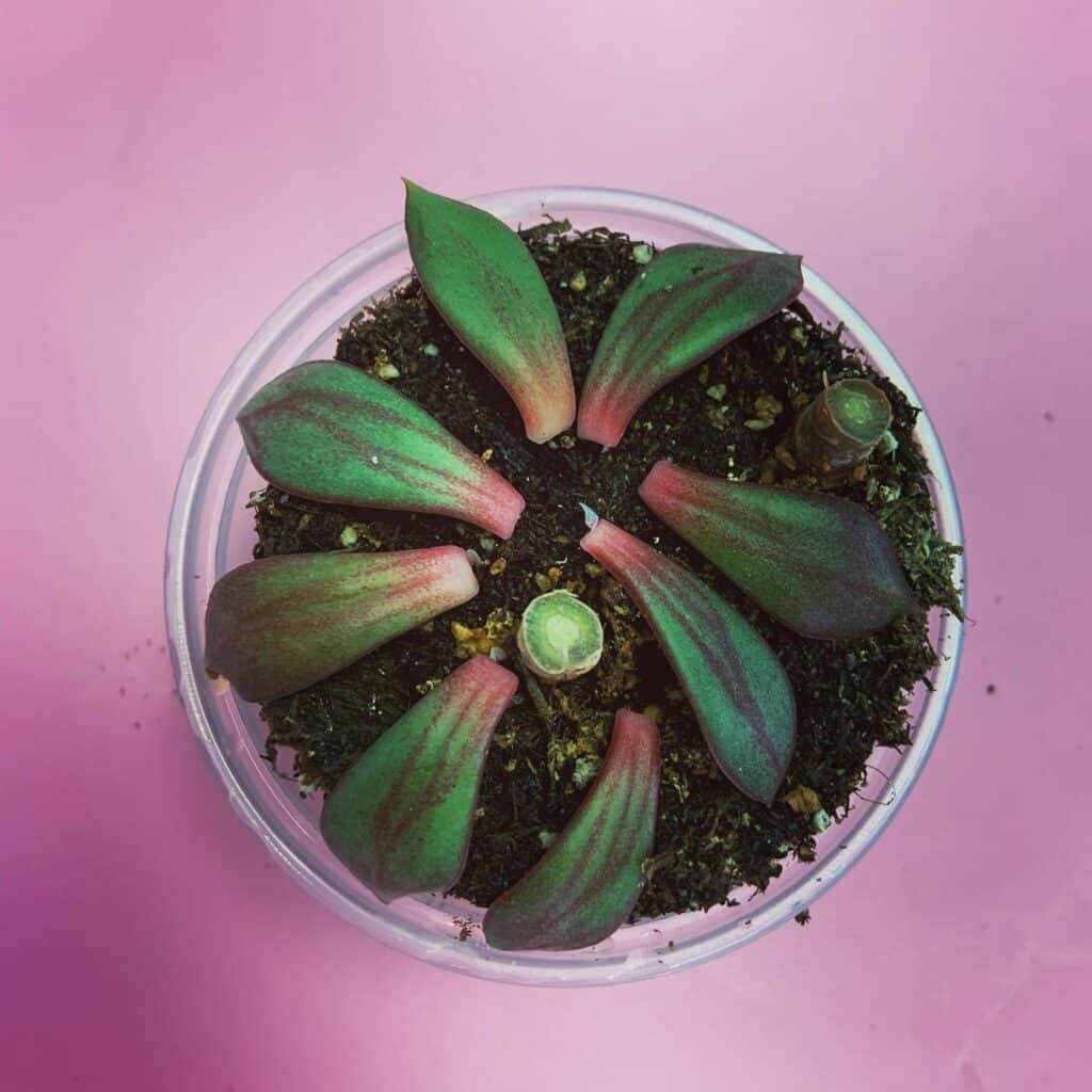 How Do You Fix Etiolated Succulents?