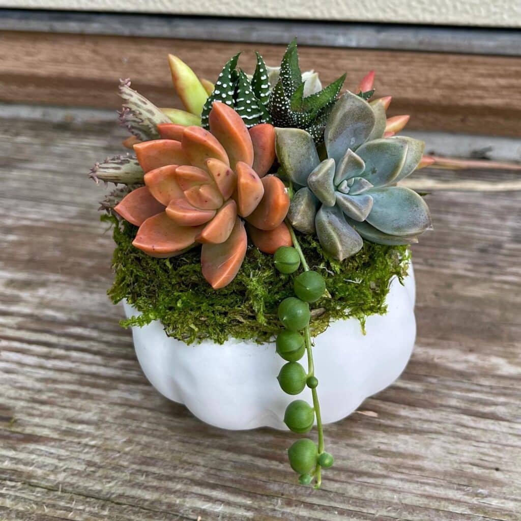 The Ultimate Guide To Crafting Your Own Succulent Pumpkins: A Fall Sensation