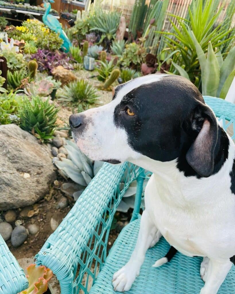 Are Succulents Safe For Dogs? A Comprehensive Guide