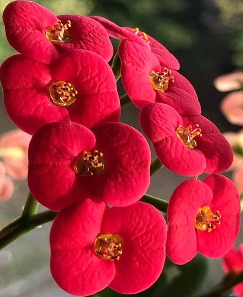 The Ultimate Guide To Growing And Caring For Crown Of Thorns (Euphorbia Milii)