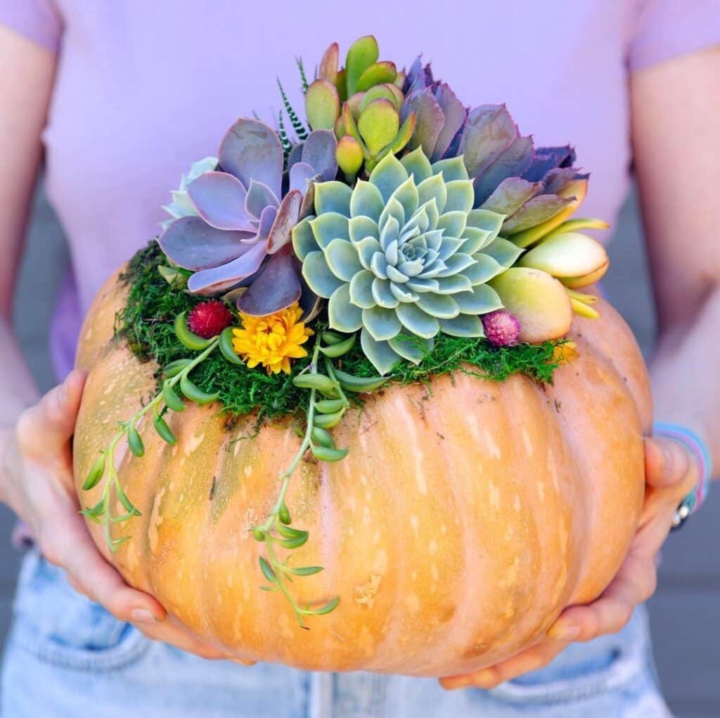 The Ultimate Guide To Crafting Your Own Succulent Pumpkins: A Fall Sensation