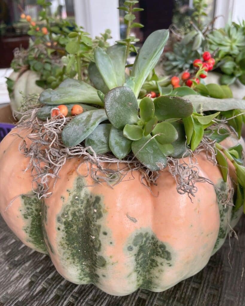 The Ultimate Guide To Crafting Your Own Succulent Pumpkins: A Fall Sensation