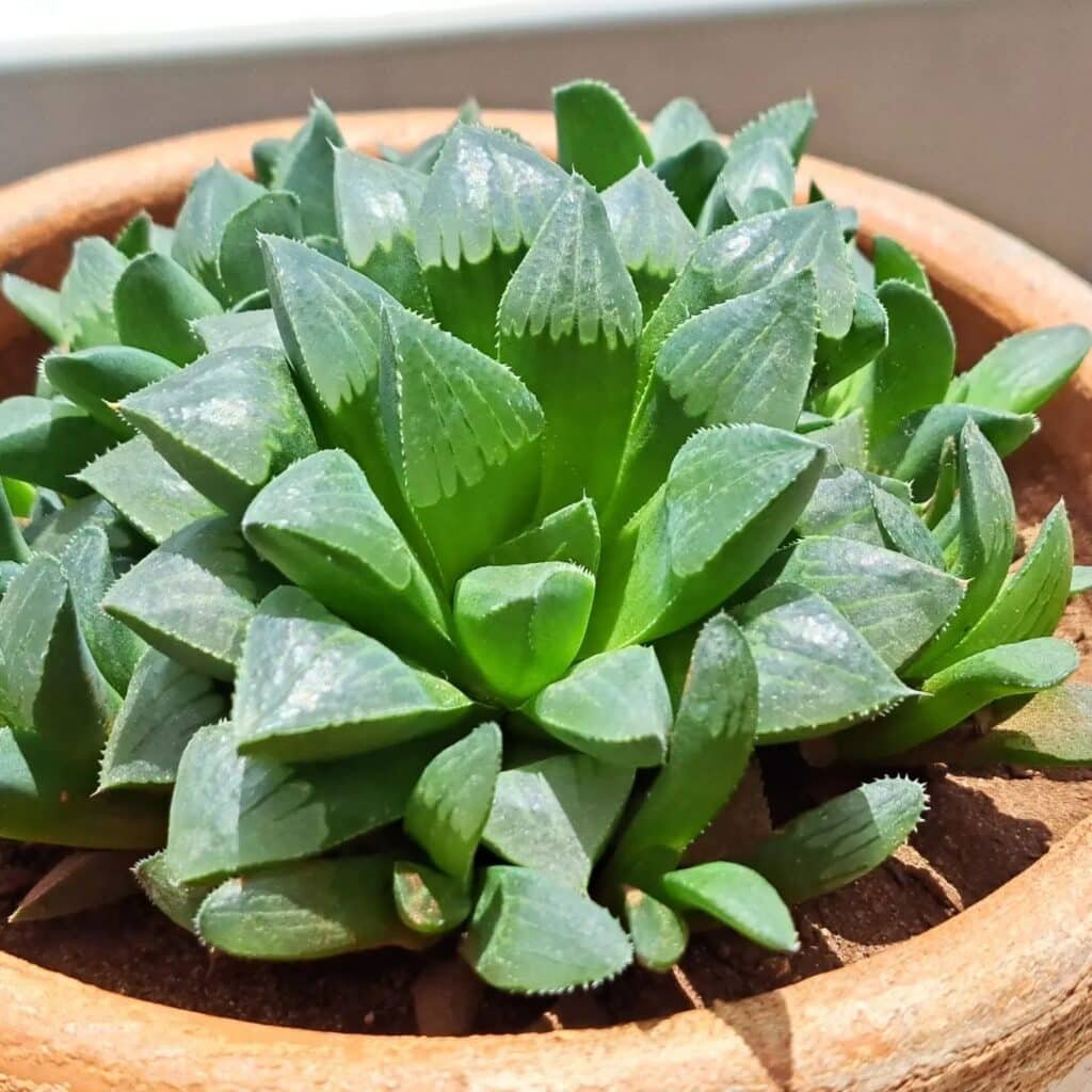 Retusa The Ultimate Guide To Caring For Haworthia Retusa: The Star Cactus
