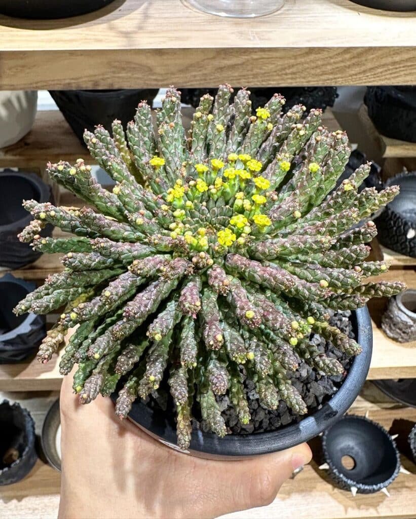 The Ultimate Guide To Caring For Medusa Hair Succulent (Euphorbia Flanaganii)