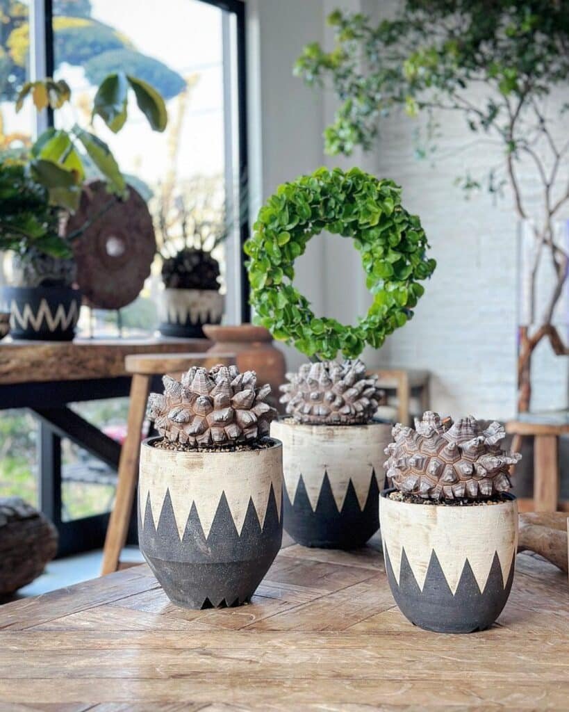 The Ultimate Guide To Caring For Elephant's Foot Succulent