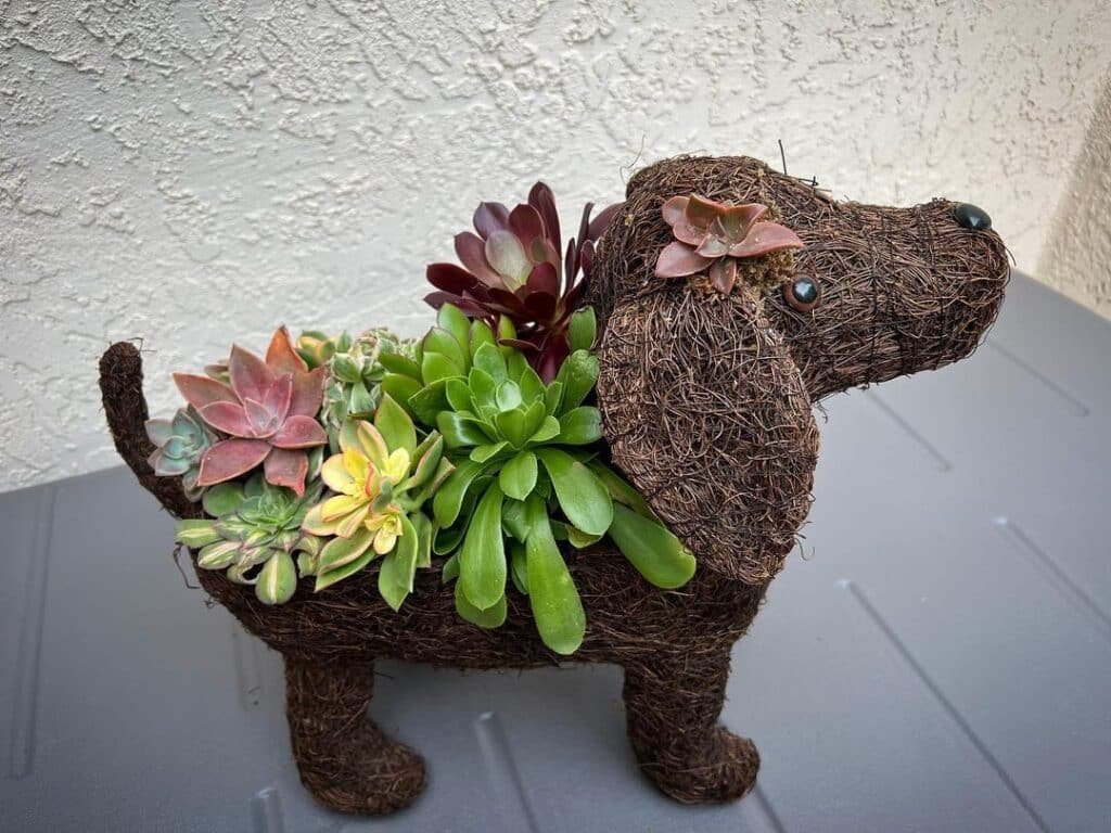 Are Succulents Safe For Dogs? A Comprehensive Guide