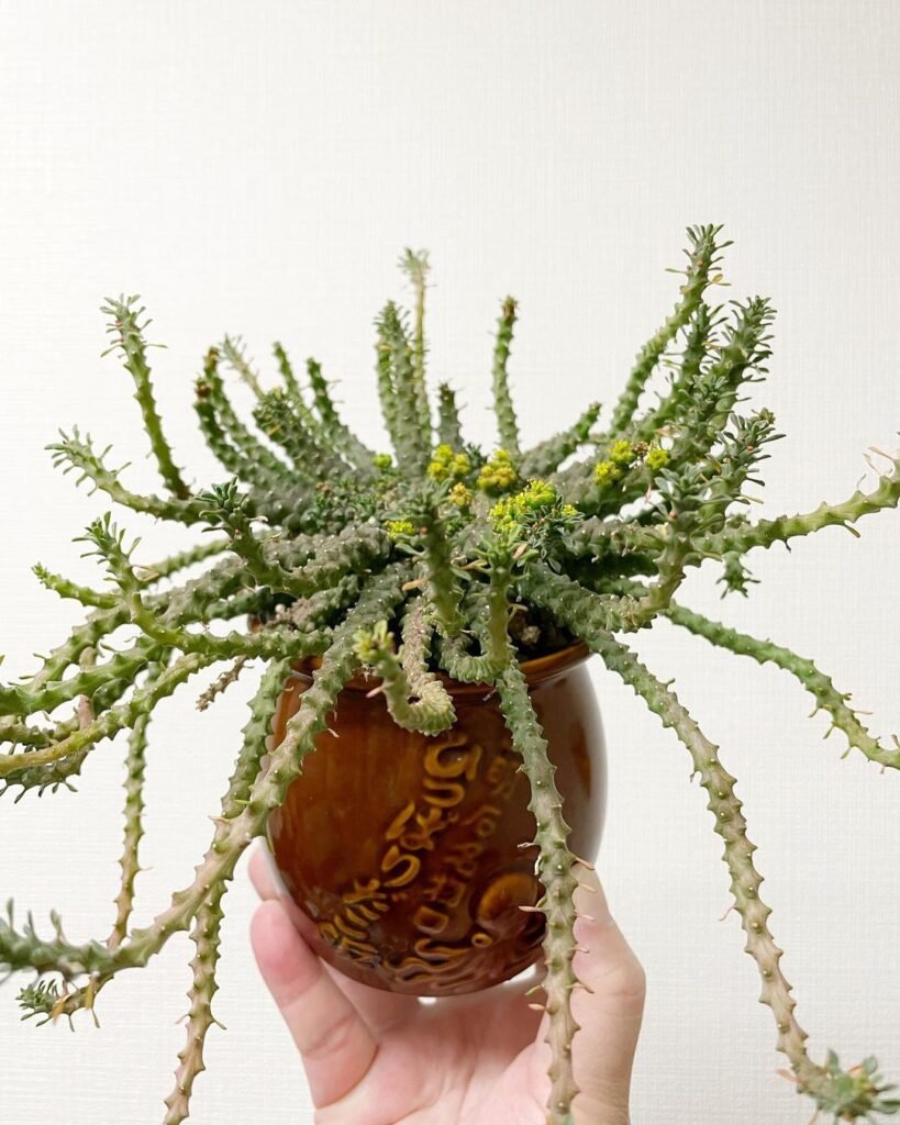 The Ultimate Guide To Caring For Medusa Hair Succulent (Euphorbia Flanaganii)