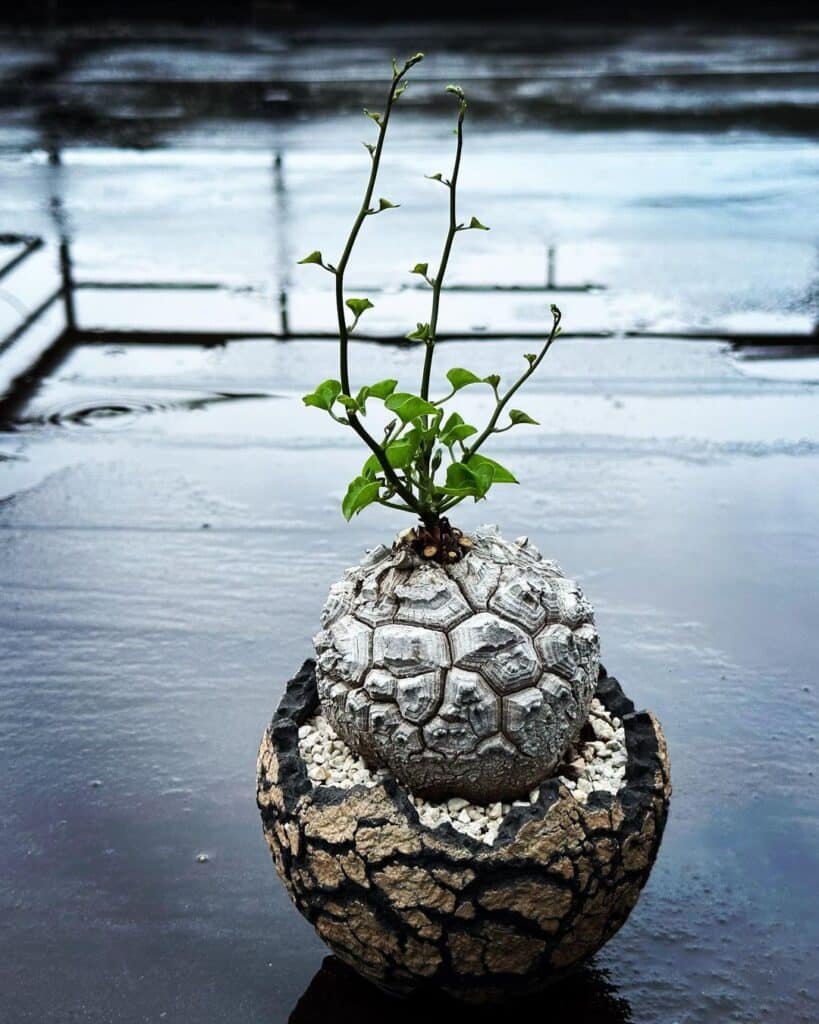 The Ultimate Guide To Caring For Elephant's Foot Succulent