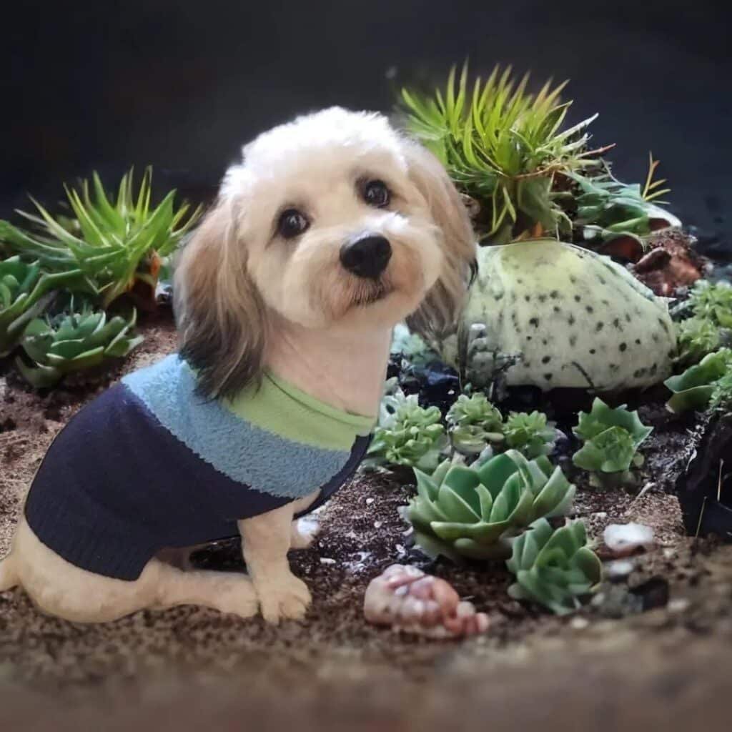 Are Succulents Safe For Dogs? A Comprehensive Guide