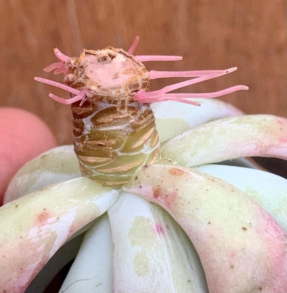 Preventing Root Rot: Essential Tips For Succulent Watering And Drainage