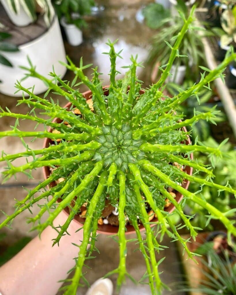 The Ultimate Guide To Caring For Medusa Hair Succulent (Euphorbia Flanaganii)