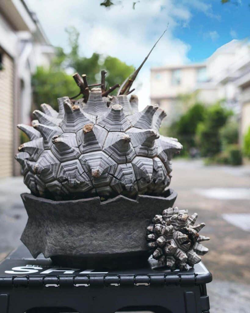 The Ultimate Guide To Caring For Elephant's Foot Succulent